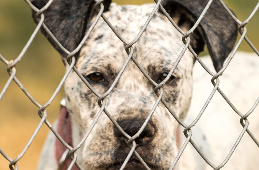 Bullmatian Dog Breed – Facts, Temperament, and Proper Care