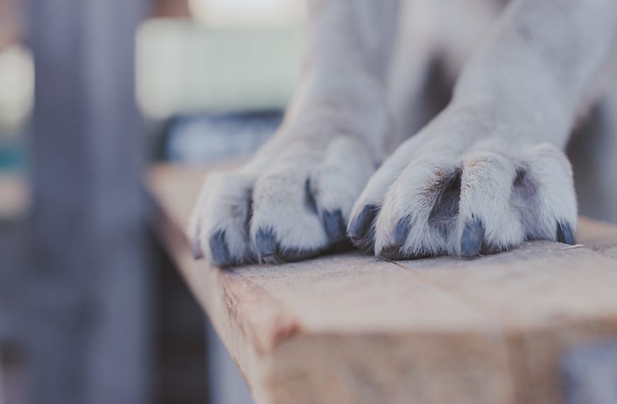 Why do dogs bite their paws?