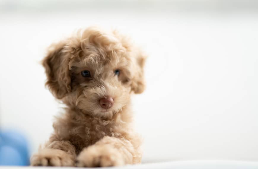 Yorkipoo Dog Breed – Facts, Temperament, and Proper Care